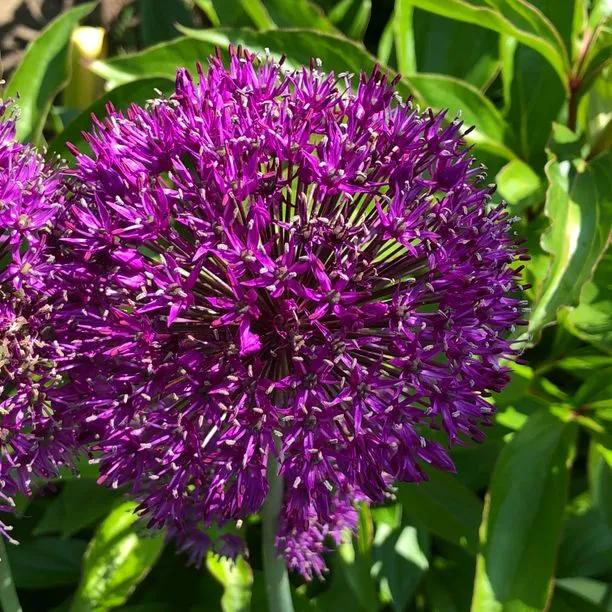 Purple Rain Allium (Allium Purple Rain) Img 1